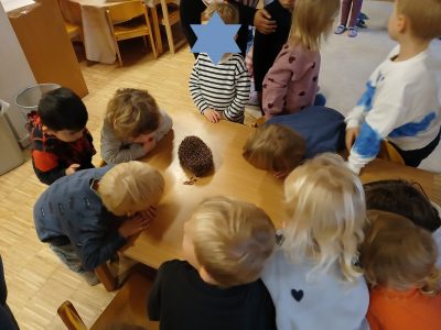 Ein stacheliger Besucher im Haus für Kinder Sonnenschein Ein stacheliger Besucher im Haus für Kinder Sonnenschein